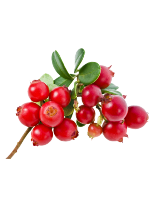 Аромат брусники Аромат брусники